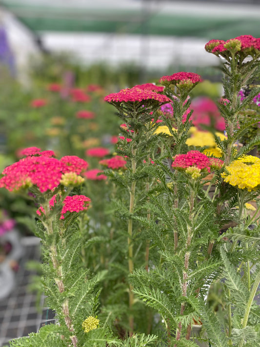Yarrow ‘Sassy Summer Taffy’