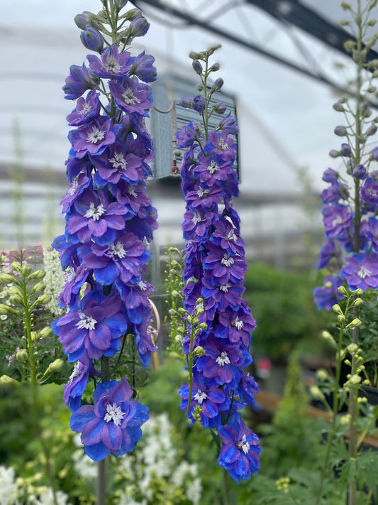 Delphinium 'Guardian Blue'