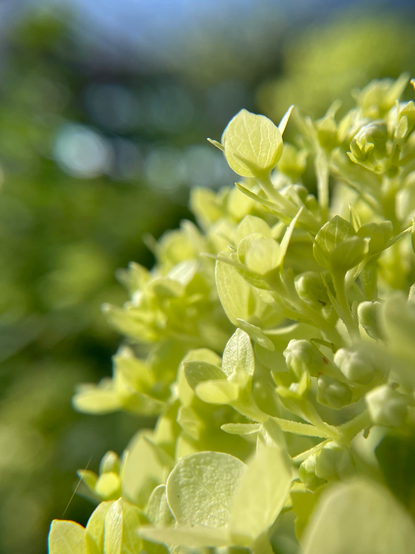 Hydrangea Tree Form 'Limelight' PW