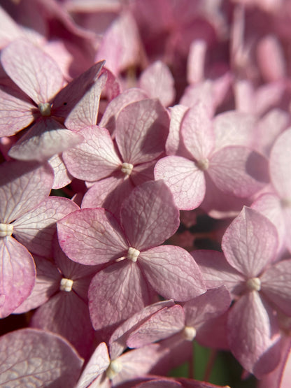 Hydrangea 'Invincibelle Spirit II' PW