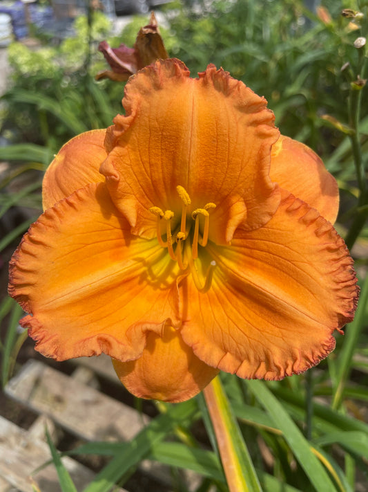 Daylily 'Earlybird Oriole'