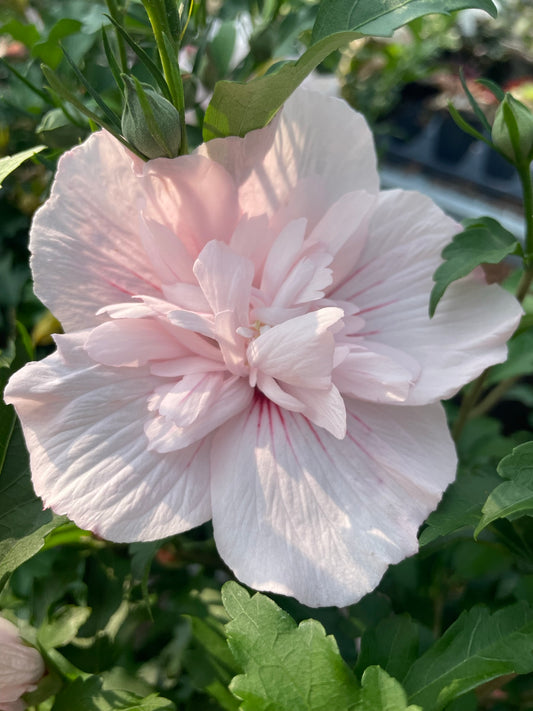Rose of Sharon 'Pink Chiffon' PW