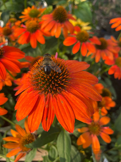 Coneflower 'Sombrero Adobe Orange'