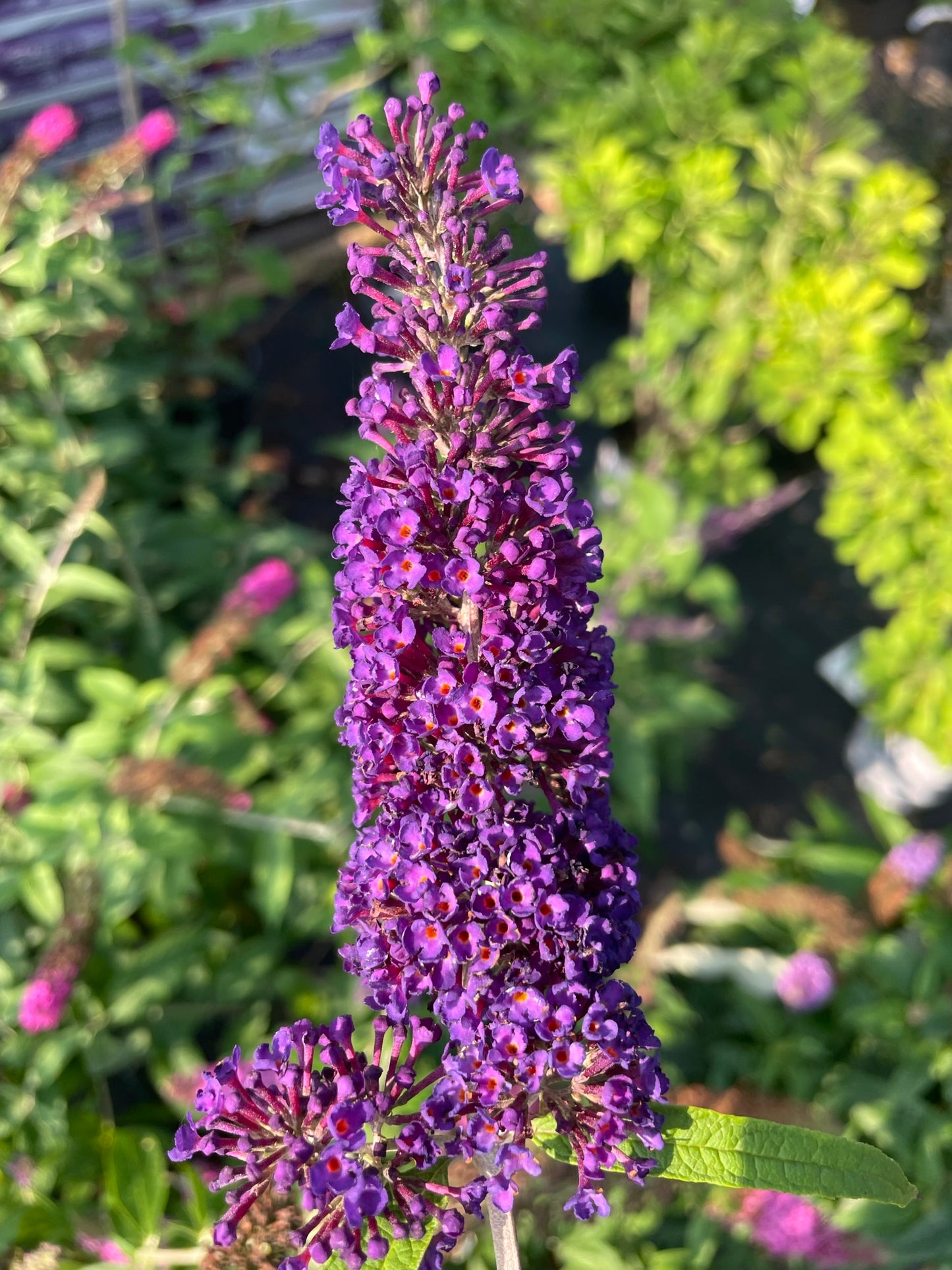 Butterfly Bush 'Black Knight'