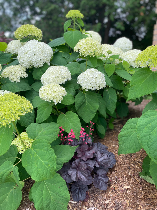 Hydrangea 'Annabelle'