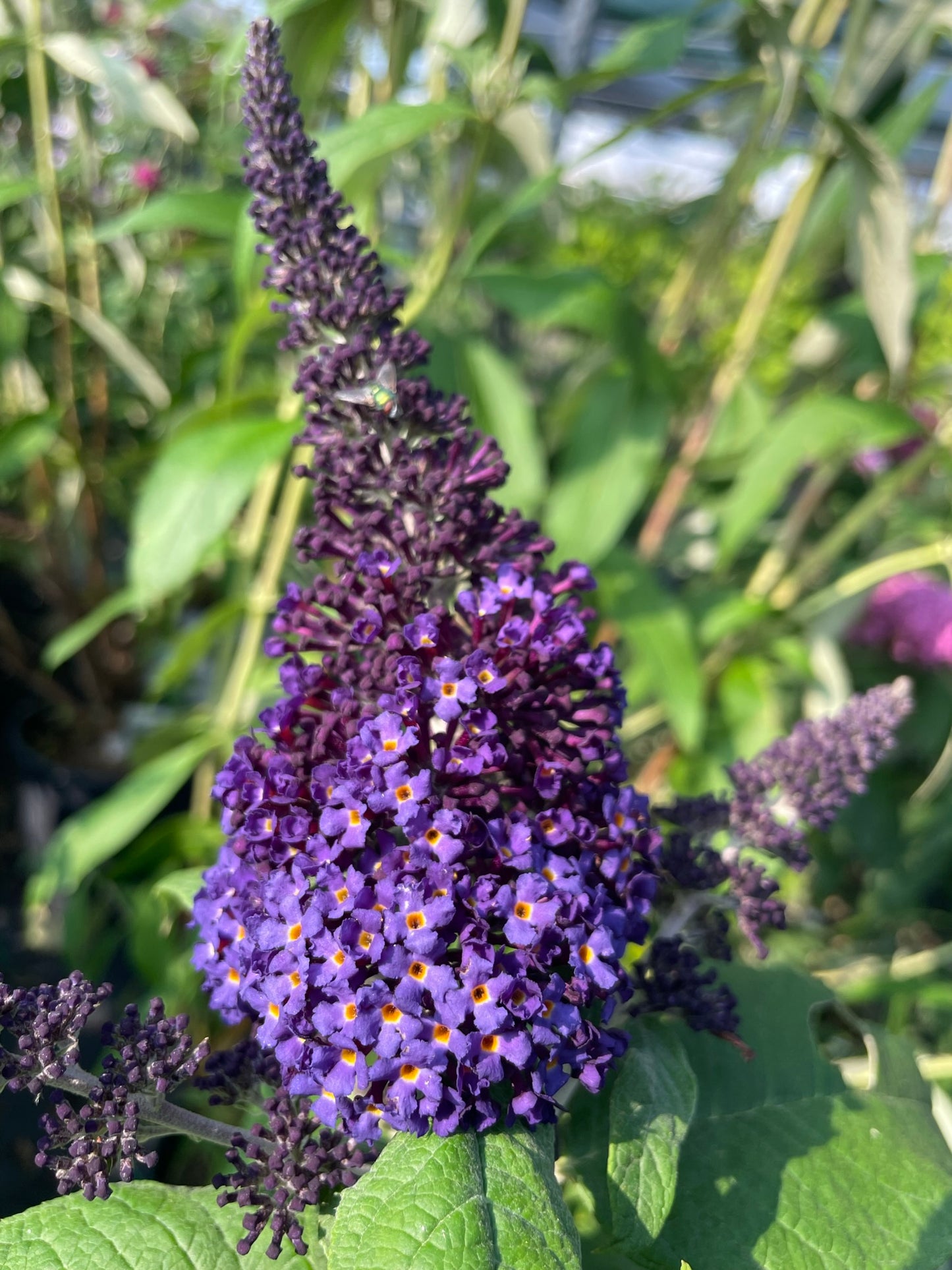 Butterfly Bush 'Pugster Blue' PW