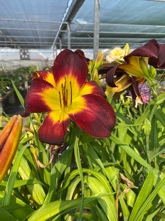 Daylily 'Persian Ruby' PW