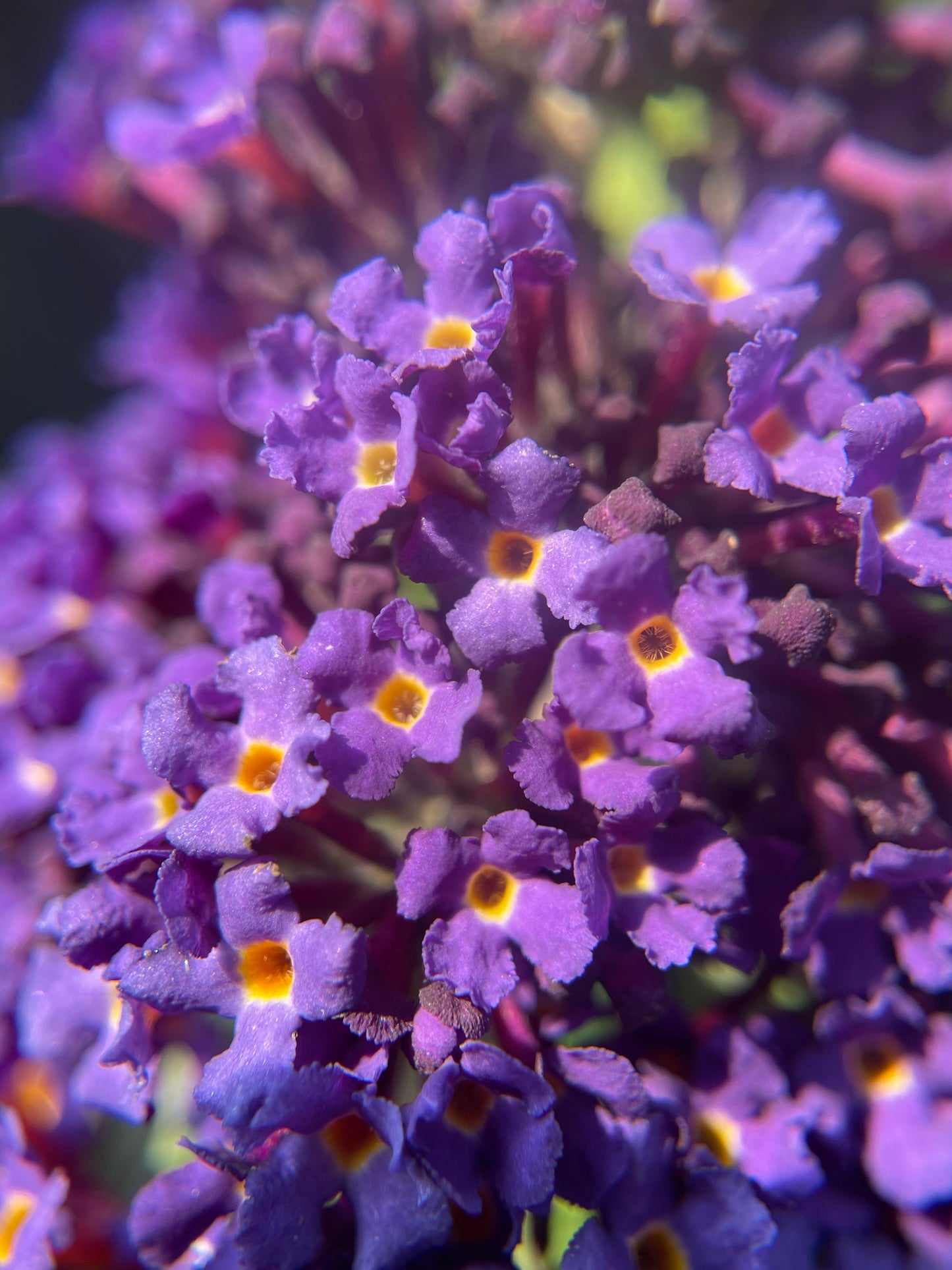 Butterfly Bush 'Black Knight'