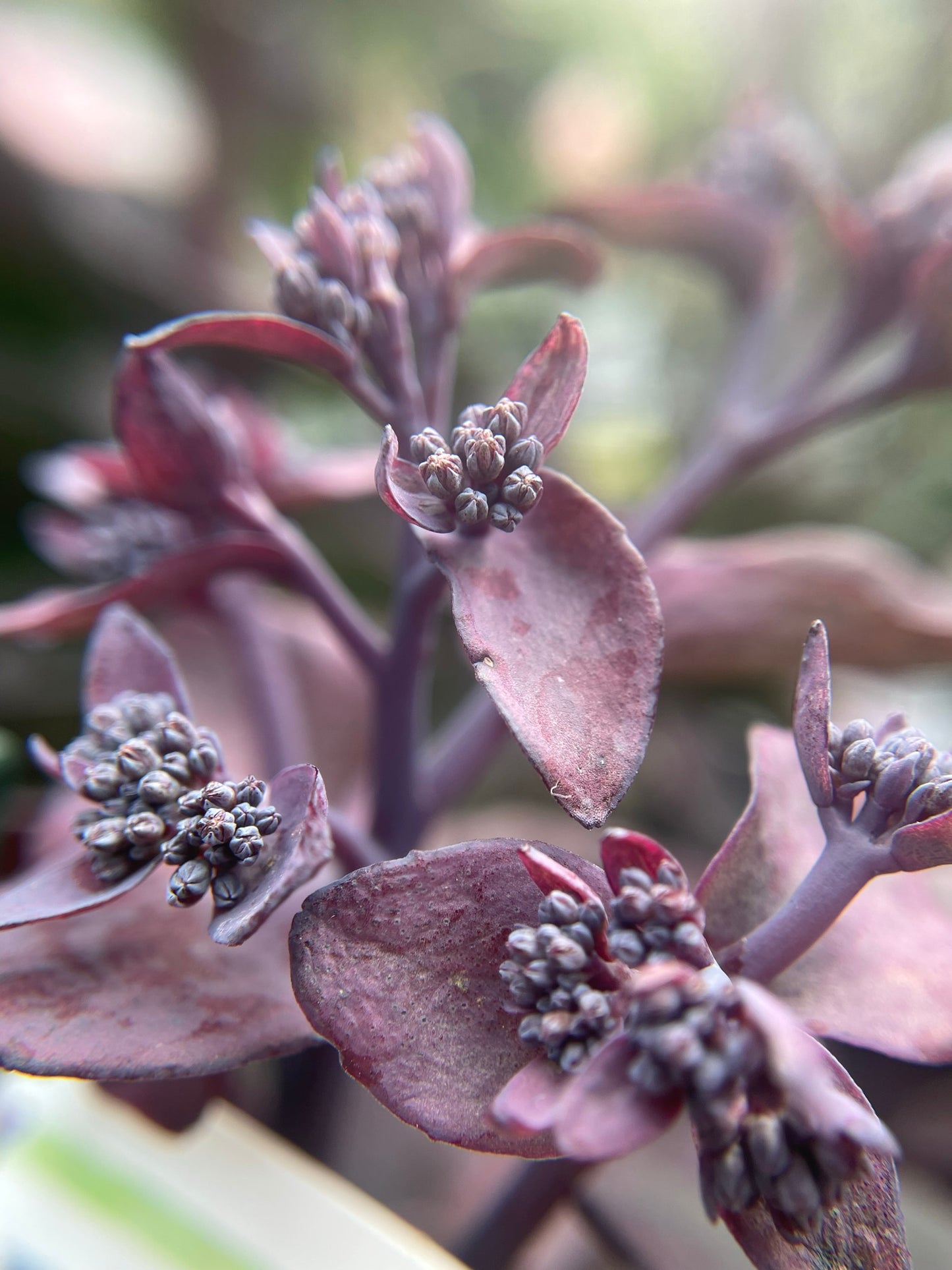 Sedum 'Back in Black' PW