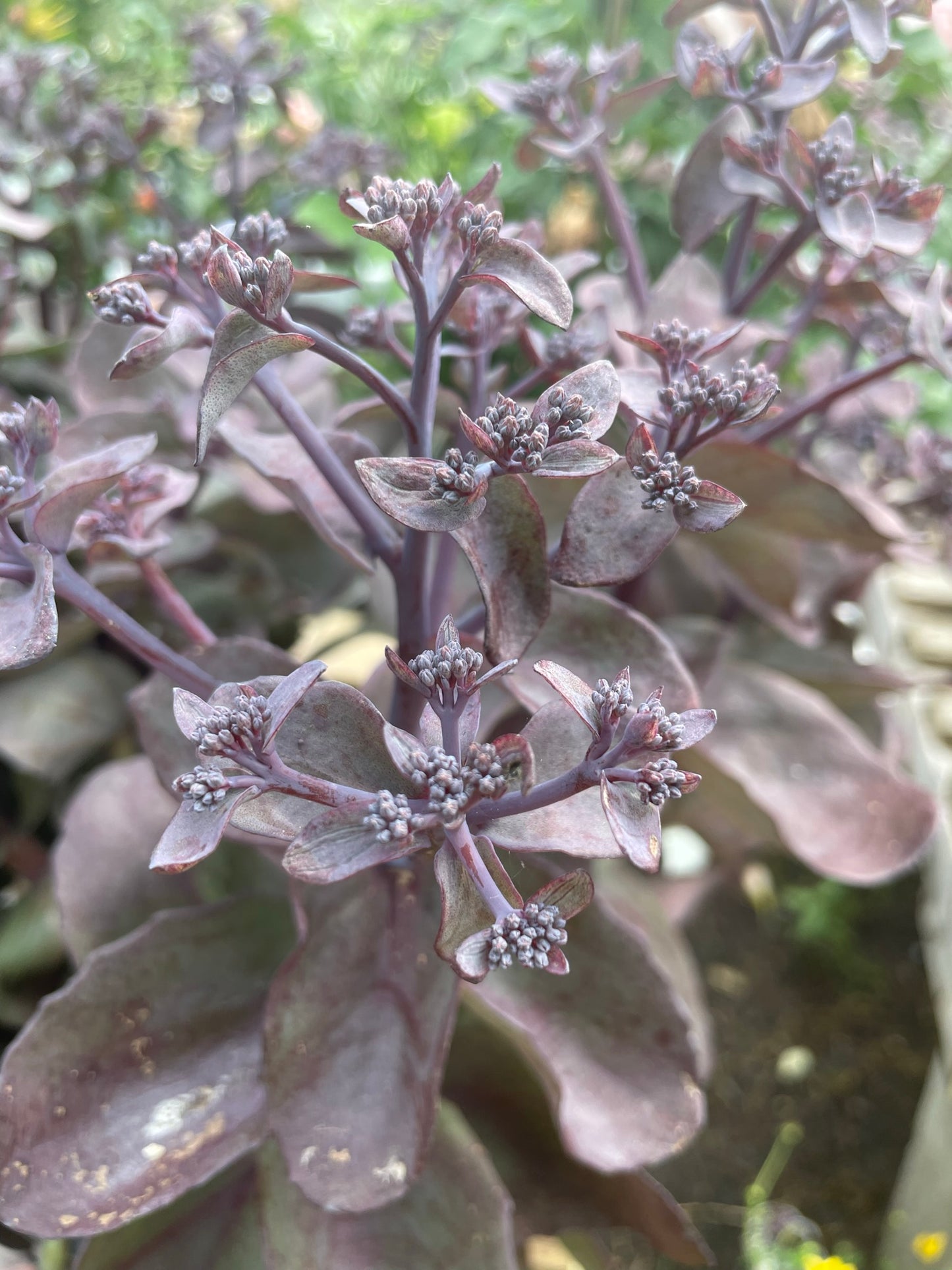 Sedum 'Back in Black' PW