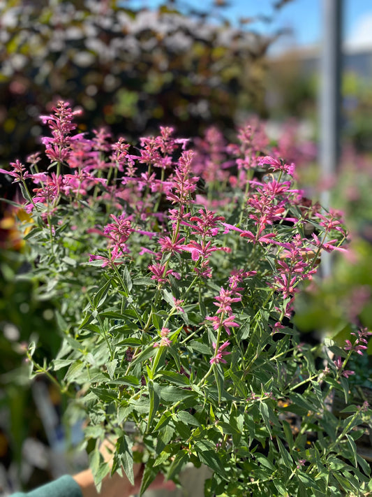 Hyssop 'Rosie Posie'
