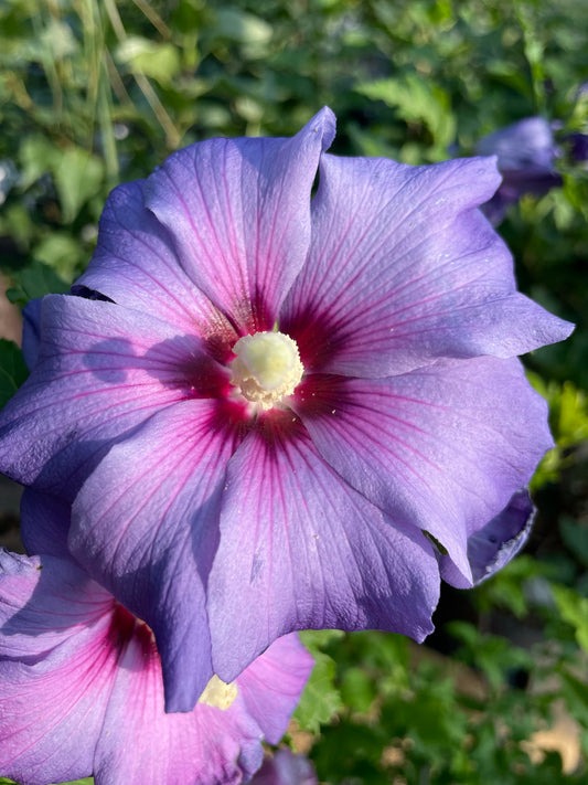 Hibiscus Tree Form 'Azurri Blue Satin' PW