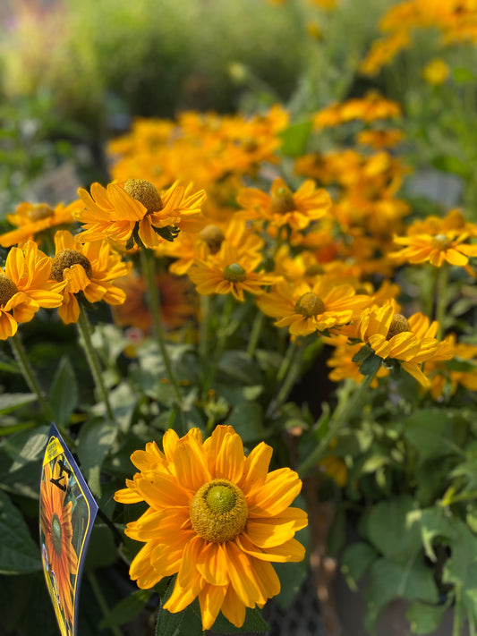 Black Eyed Susan 'Amarillo Gold'