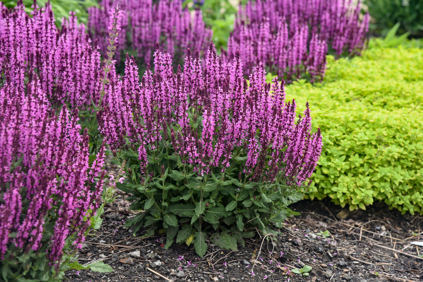 Salvia 'Pink Profusion' PW