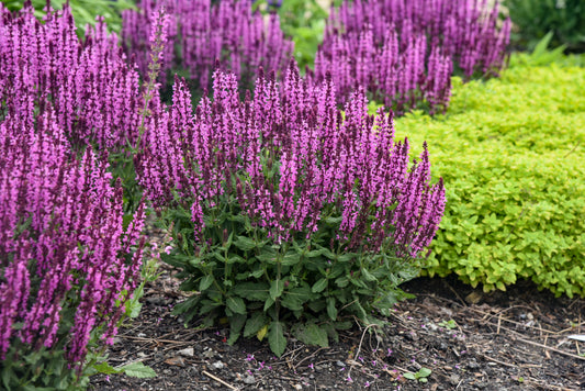 Salvia 'Pink Profusion' PW