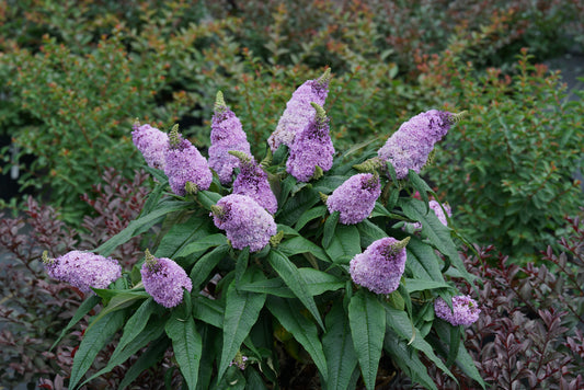 Butterfly Bush 'Pugster Amethyst' PW