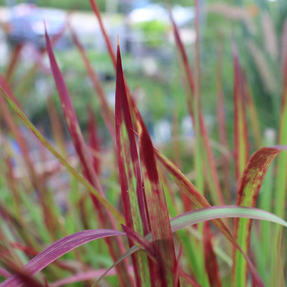 Japanese Blood Grass Red Baron at Lucan Country Gardens