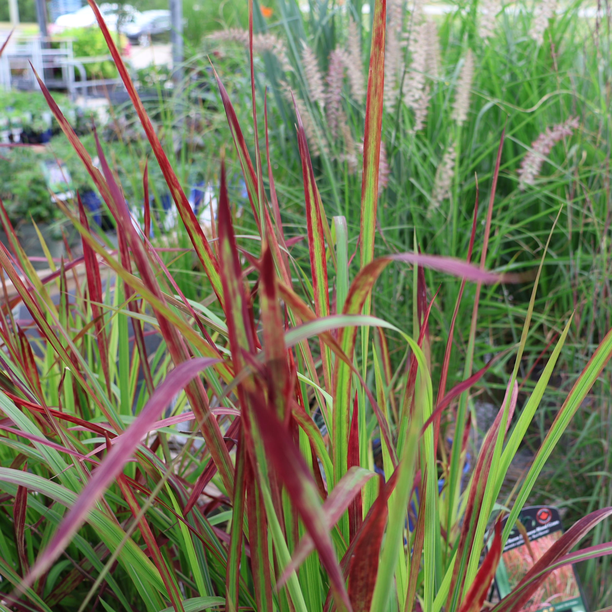 Japanese Blood Grass Red Baron at Lucan Country Gardens