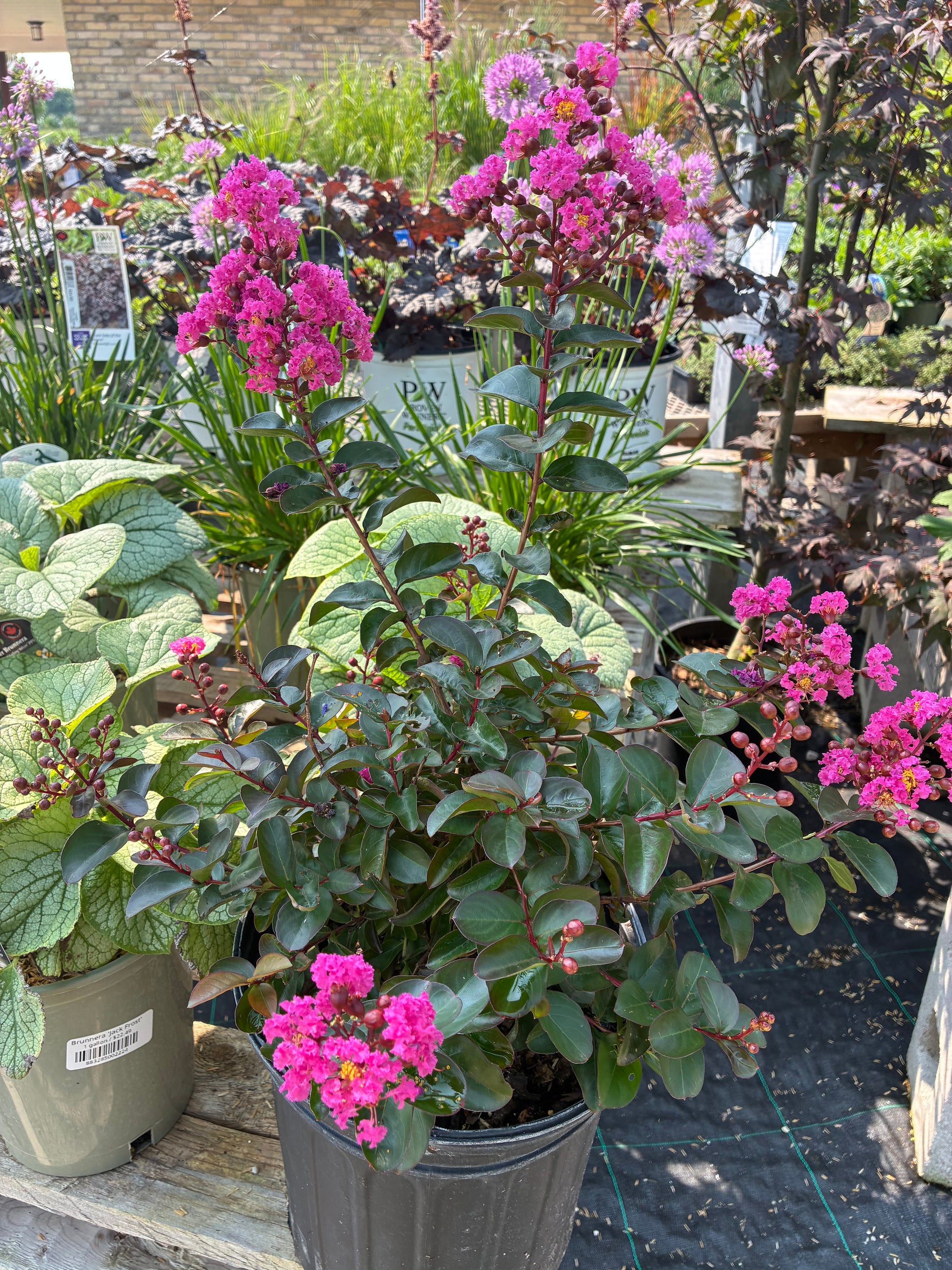 Lagerstroemia Crape Myrtle Dark Roast at Lucan Country Gardens
