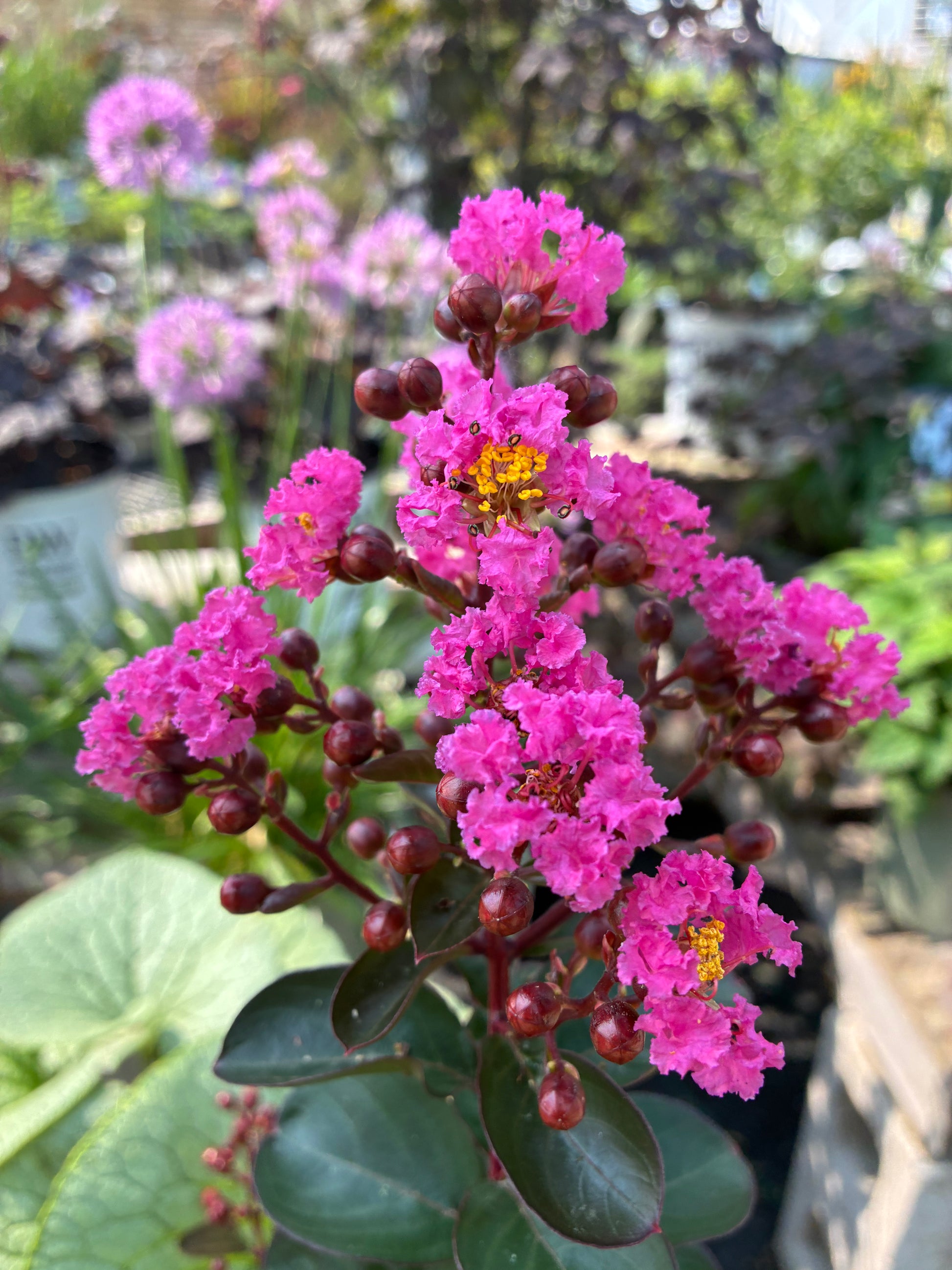 Lagerstroemia Crape Myrtle Dark Roast at Lucan Country Gardens