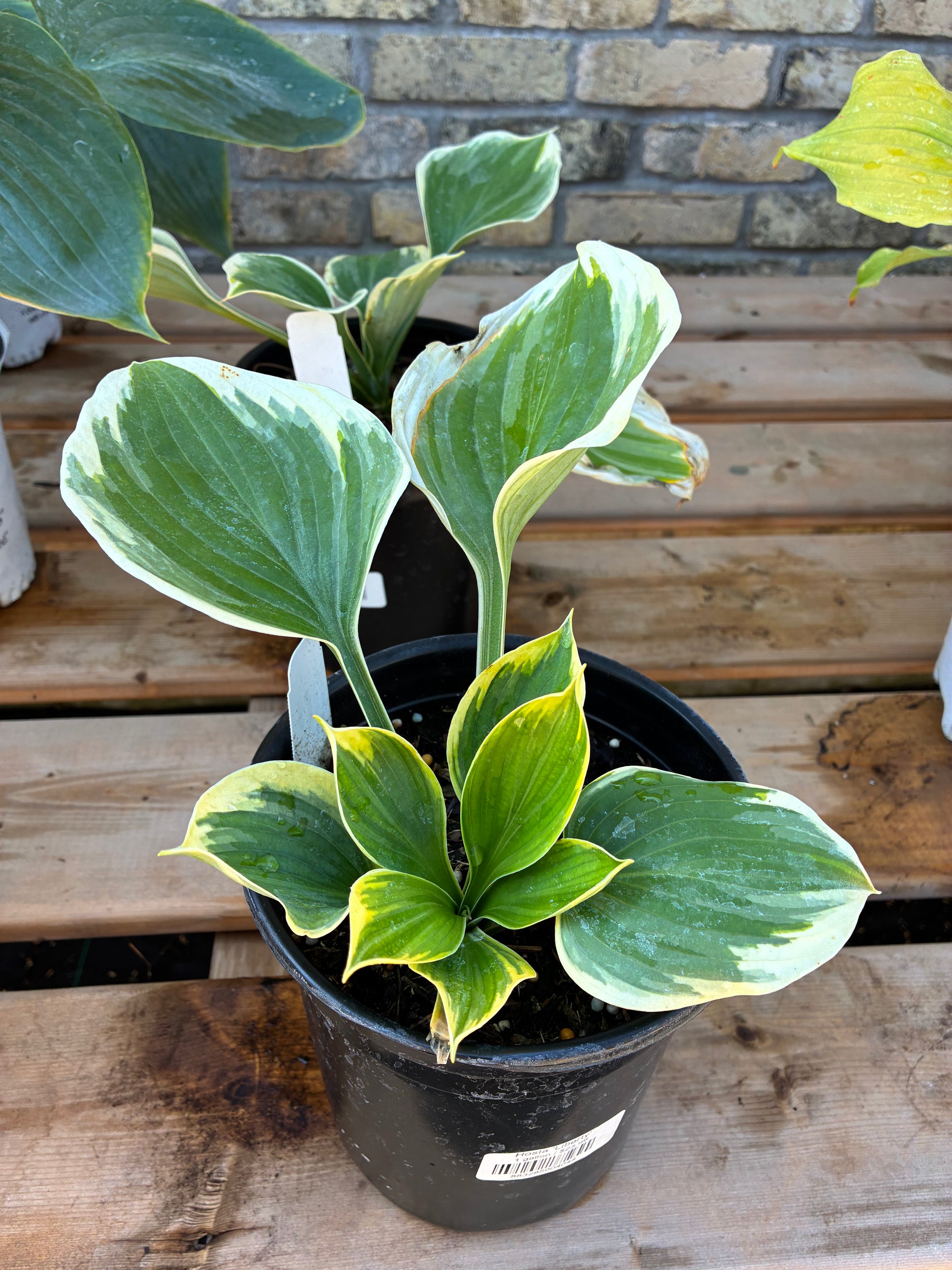 Hosta Liberty at Lucan Country Gardens