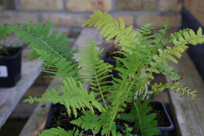Fern, Ostrich