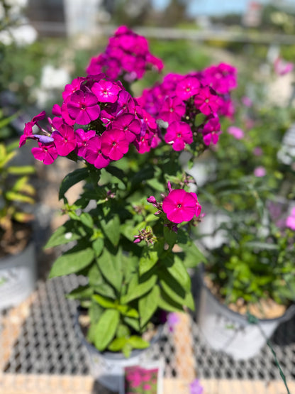 Phlox 'Luminary Ultraviolet' PW