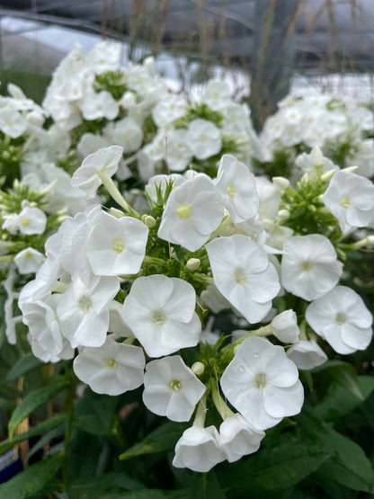 Phlox paniculata Backlight Proven Winners at Lucan Country Gardens