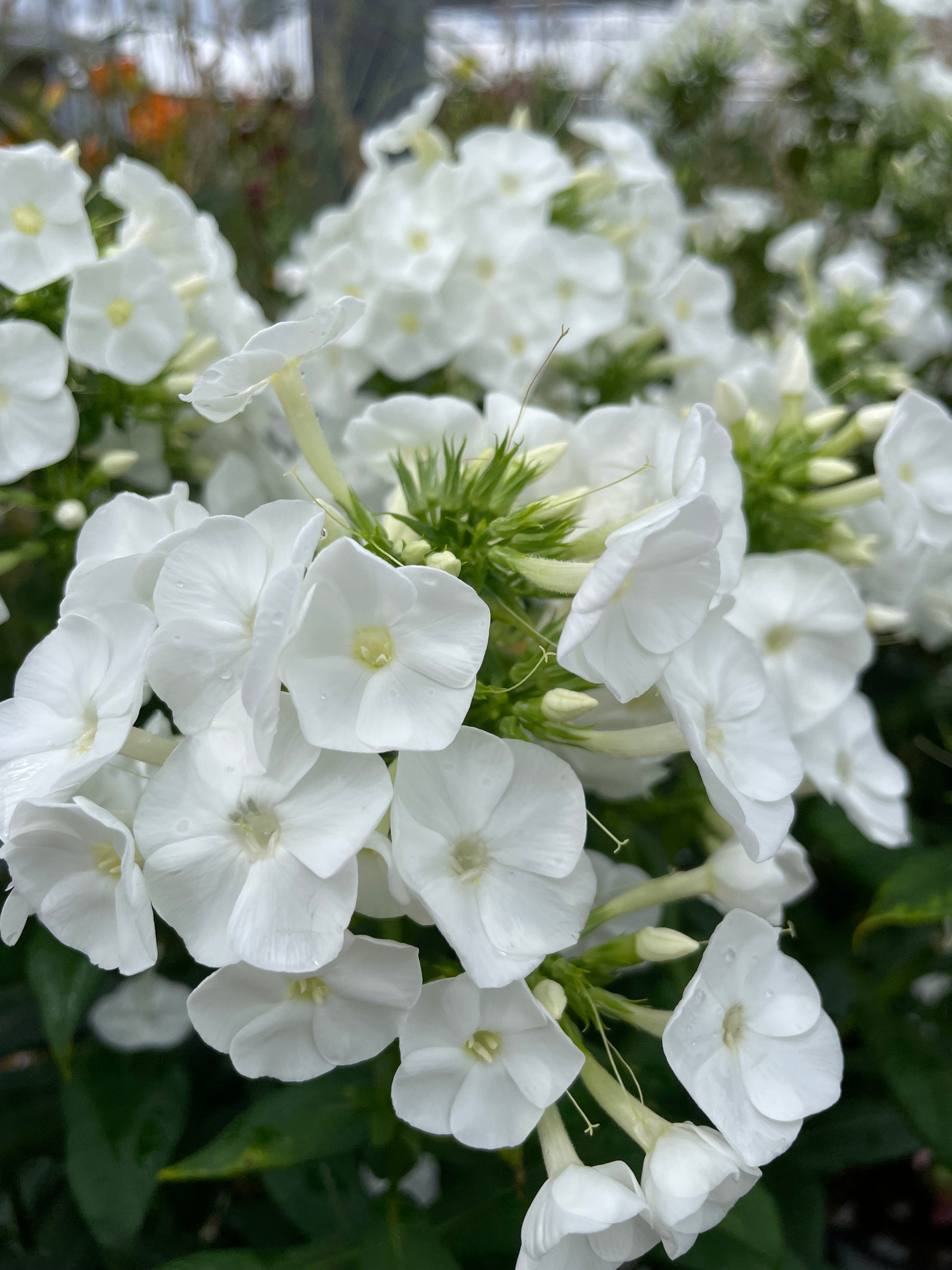 Phlox paniculata Backlight Proven Winners at Lucan Country Gardens