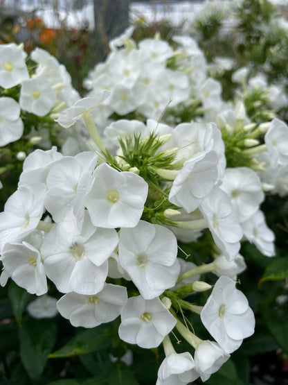 Phlox paniculata Backlight Proven Winners at Lucan Country Gardens