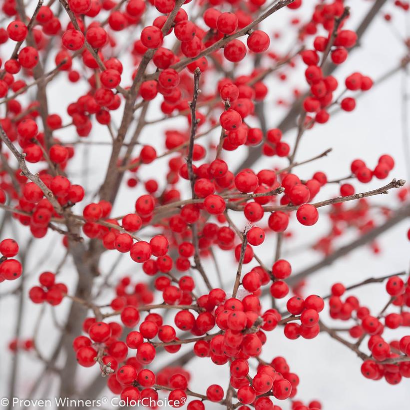 Winterberry 'Berry Poppins'
