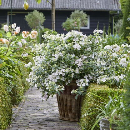 Hydrangea 'Fairytrail Bride' PW