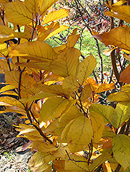 Beech 'Dawyk Purple'