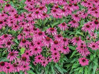 Coneflower 'Purple Emperor'