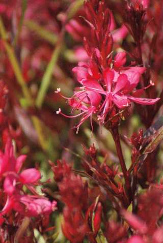 Gaura 'Gaudi Red'