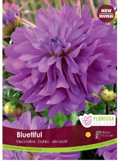 Dahlia 'Bluetiful' - Bulb