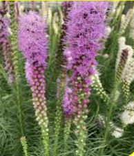 Blazing Star