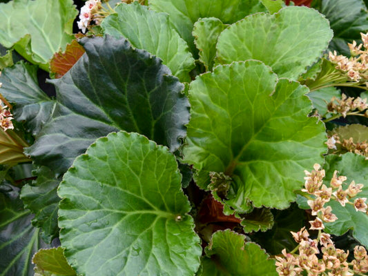 Bergenia 'Ripple Effect'