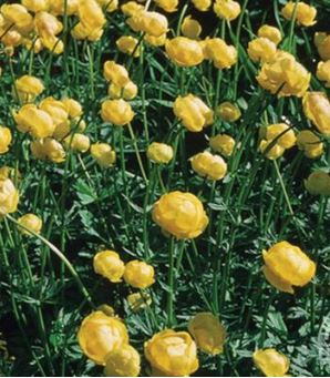 Chinese Globeflower 'Golden Queen'