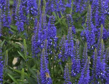 Speedwell 'Royal Rembrandt'
