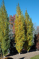 Birch, White 'Parkland Pillar'