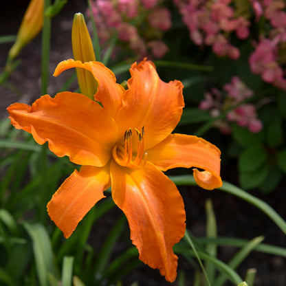 Daylily 'Rainbow Rhythm Primal Scream' PW