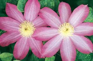 Clematis 'Pink Champagne'