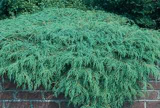 Russian Cypress