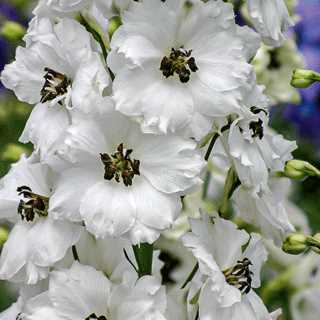 Delphinium, New Zealand 'Black Eyed Angels'