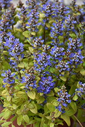 Bugleweed, Feathered Friends 'Fancy Finch'