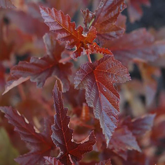 Ninebark 'Satin Chocolate'