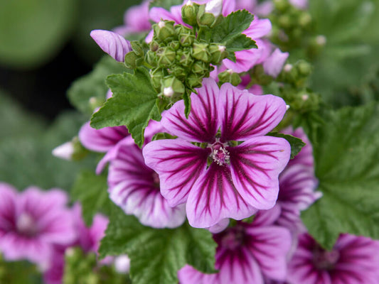 Hollyhock Mallow (Zebra Mallow)