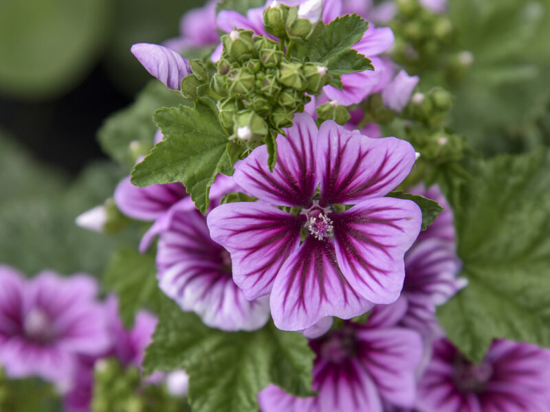 Hollyhock Mallow (Zebra Mallow)