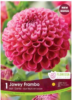 Dahlia, Ball 'Jowey Frambo' - Bulb